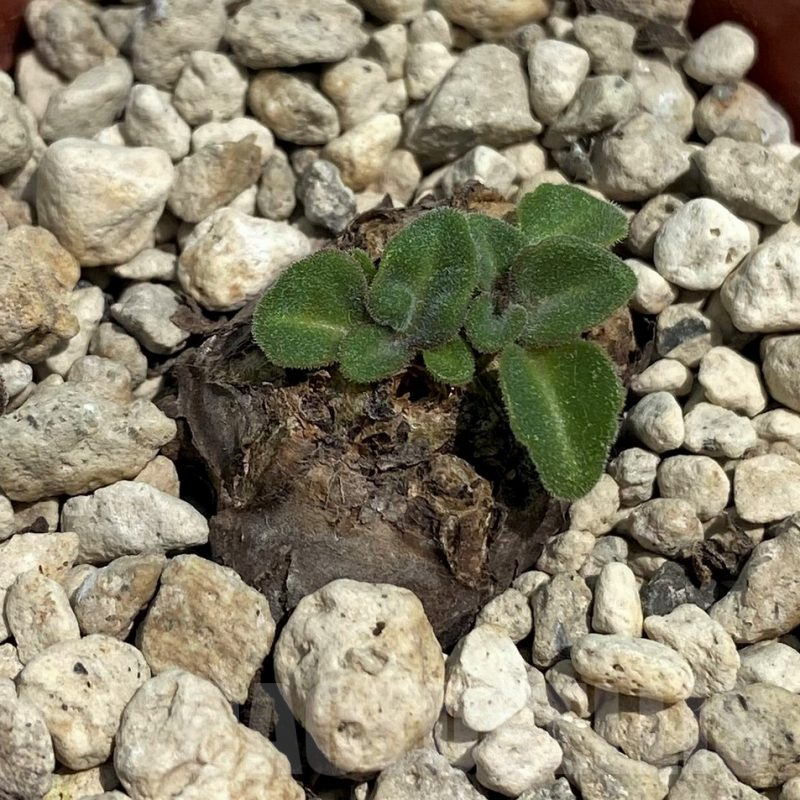SH9643 Aeollanthus sp., white flower