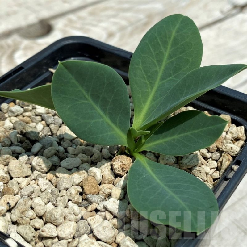 SH9645 Monadenium orobanchoides