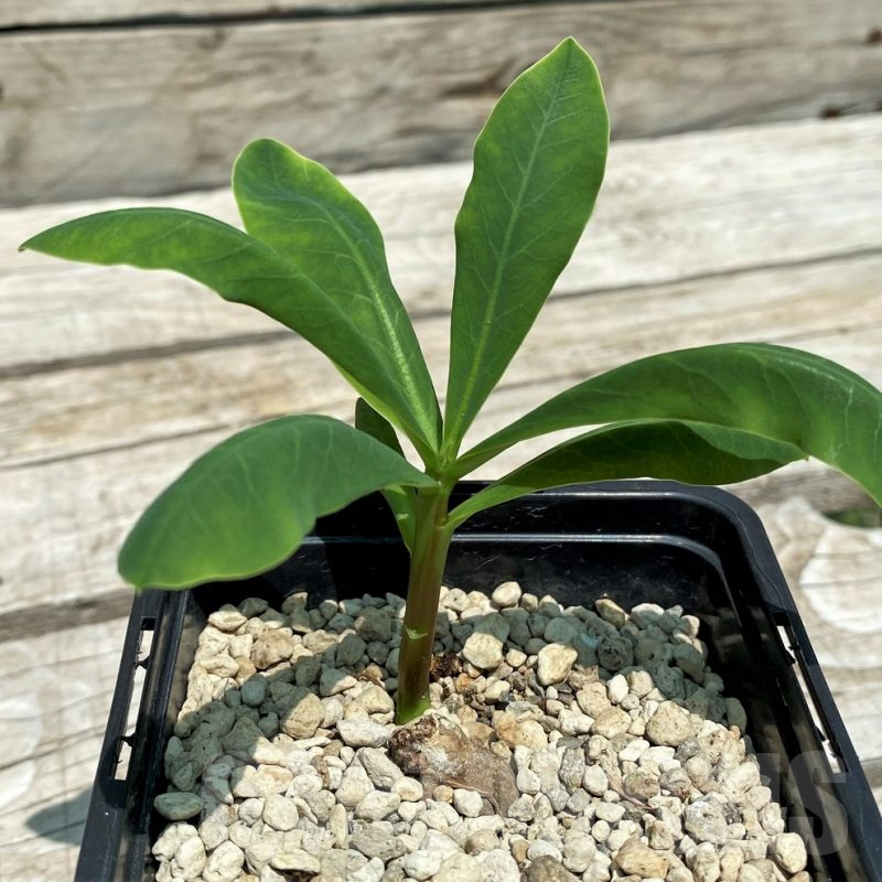 SH9646 Monadenium orobanchoides