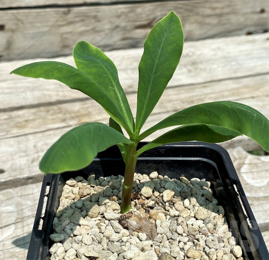 SH9646 Monadenium orobanchoides