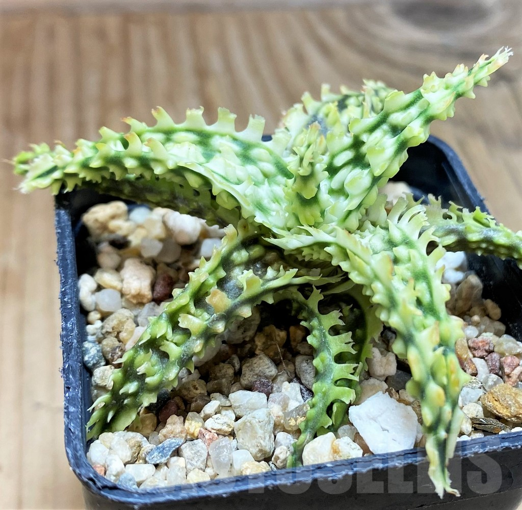 SH9596 Aloe TCT hybrid