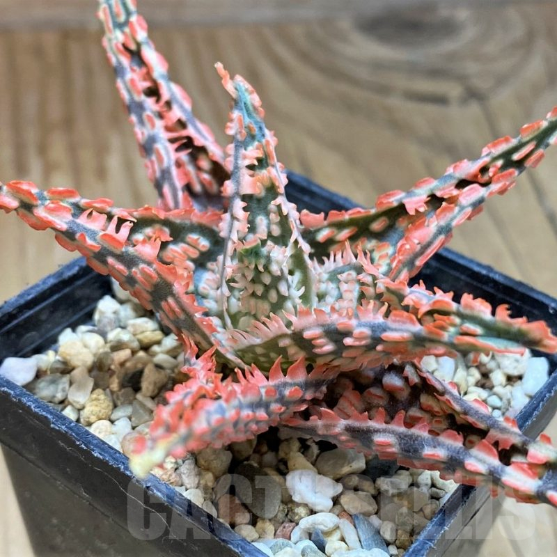 SH9597 Aloe TCT hybrid