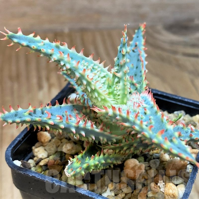 SH9598 Aloe TCT hybrid