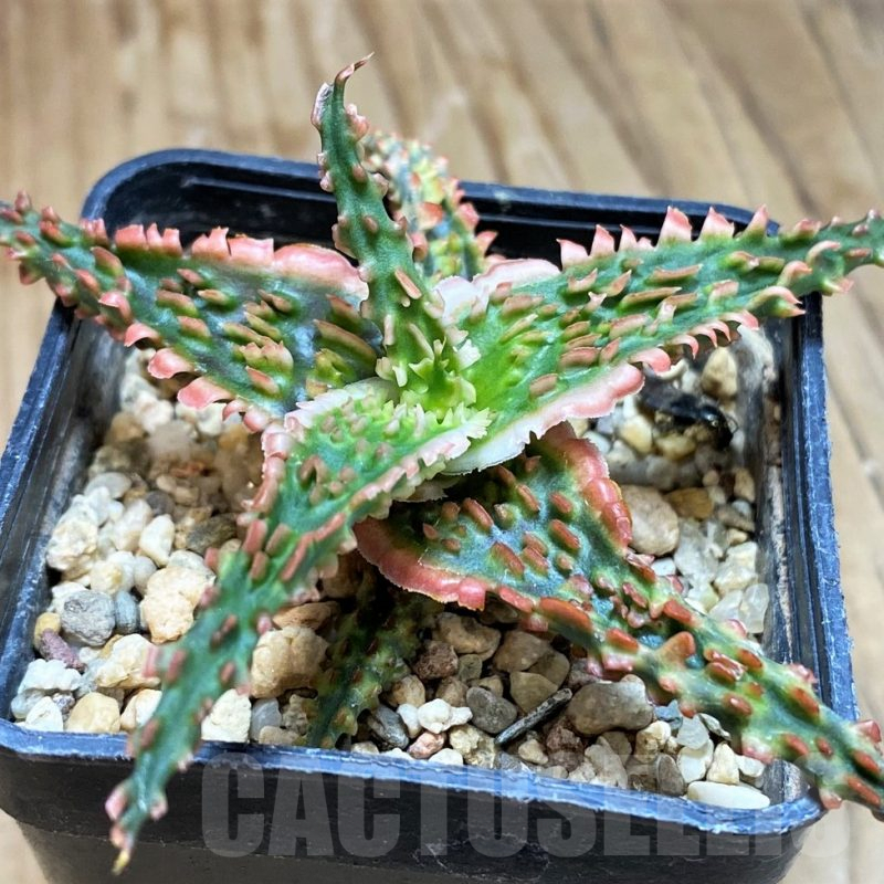 SH9599 Aloe TCT hybrid