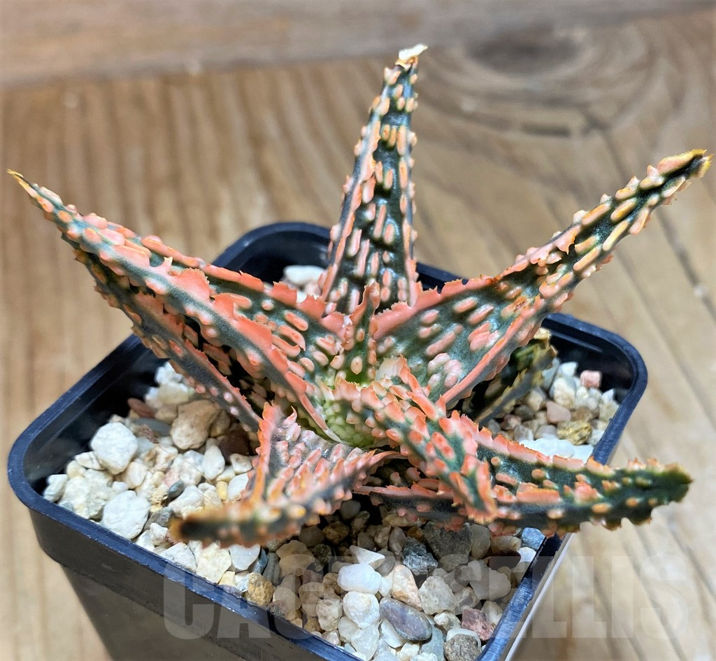 SH9601 Aloe TCT hybrid - 画像 (2)