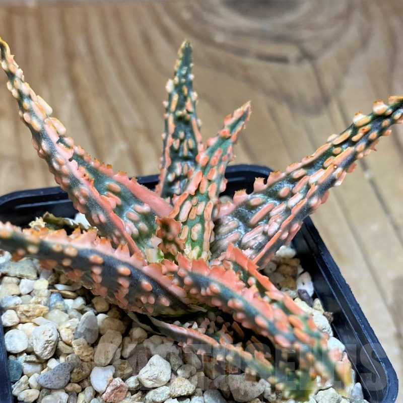 SH9601 Aloe TCT hybrid