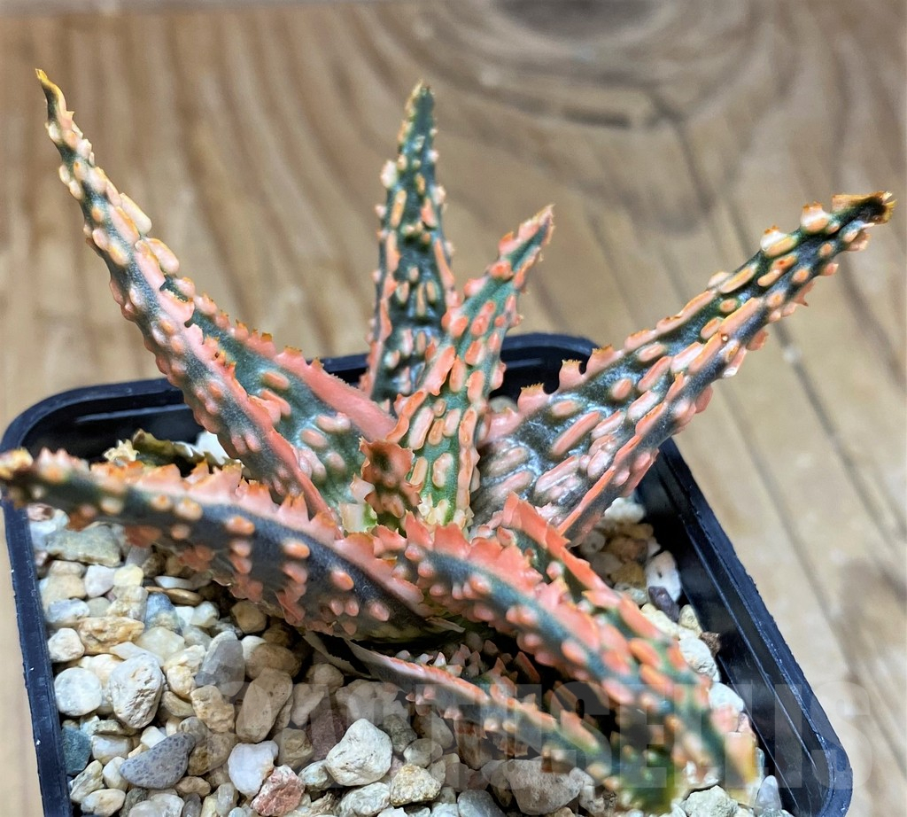 SH9601 Aloe TCT hybrid