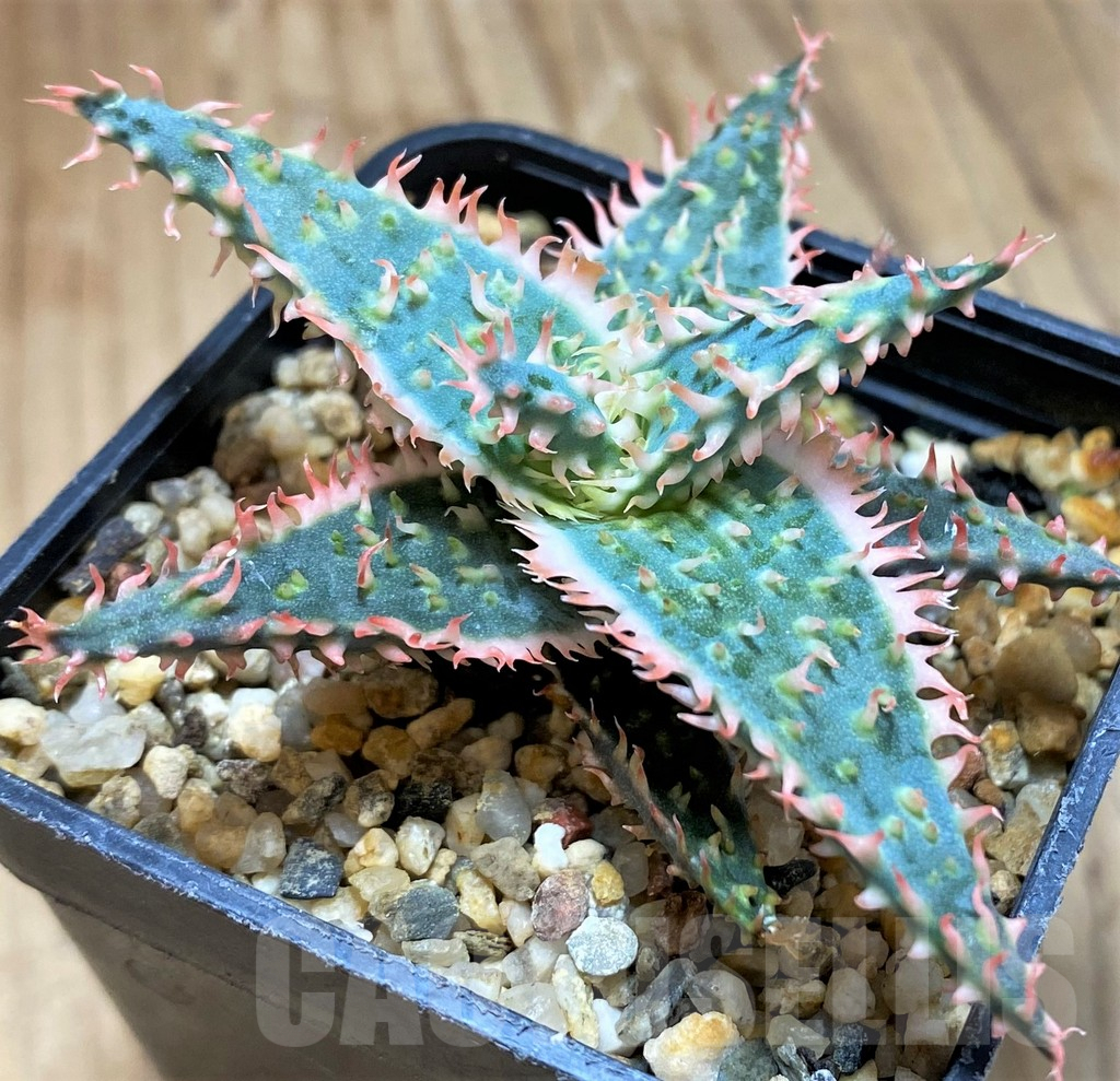 SH9602 Aloe TCT hybrid – Image 2