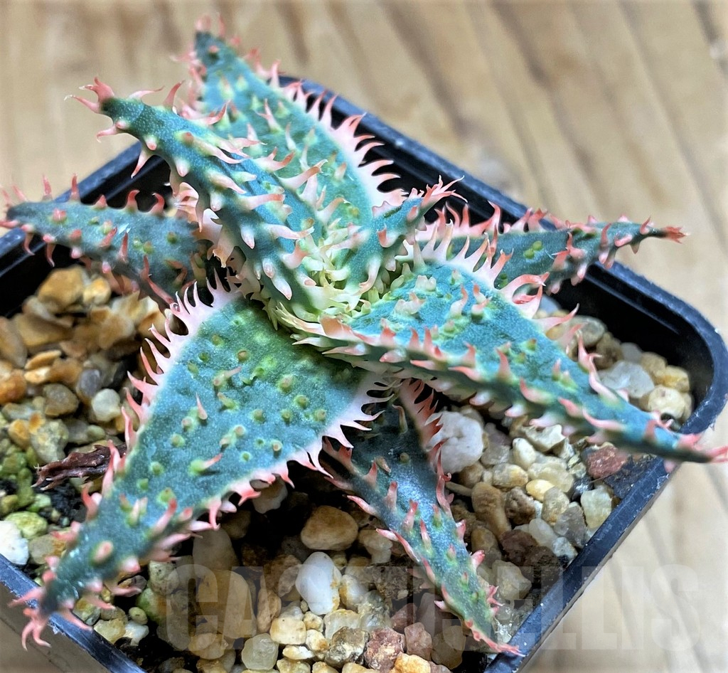 SH9602 Aloe TCT hybrid