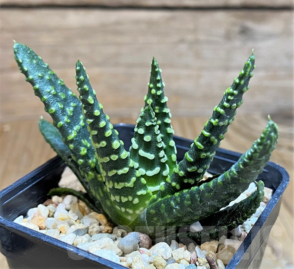 SH9604 Haworthia pumila ‘Donut’ -Japan-, seedling - immagine 2