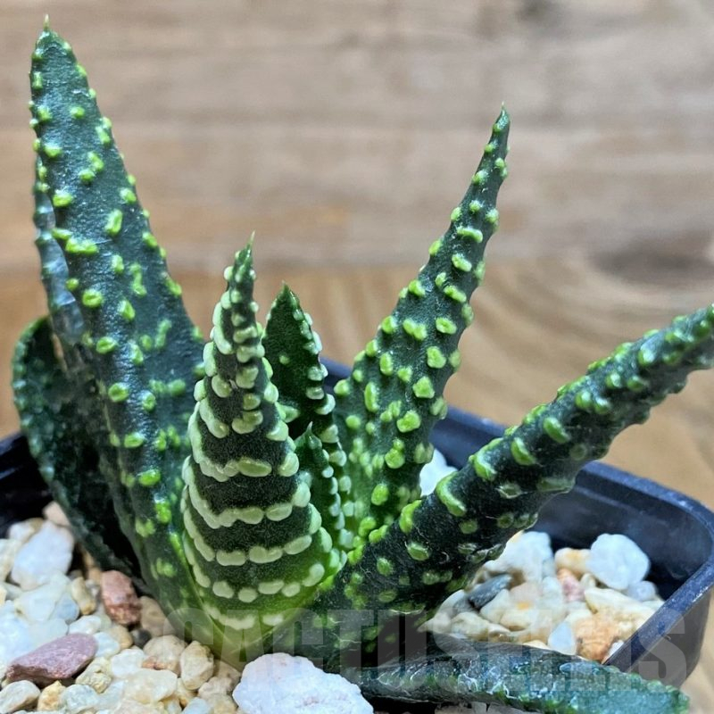 SH9604 Haworthia pumila ‘Donut’ -Japan-, seedling