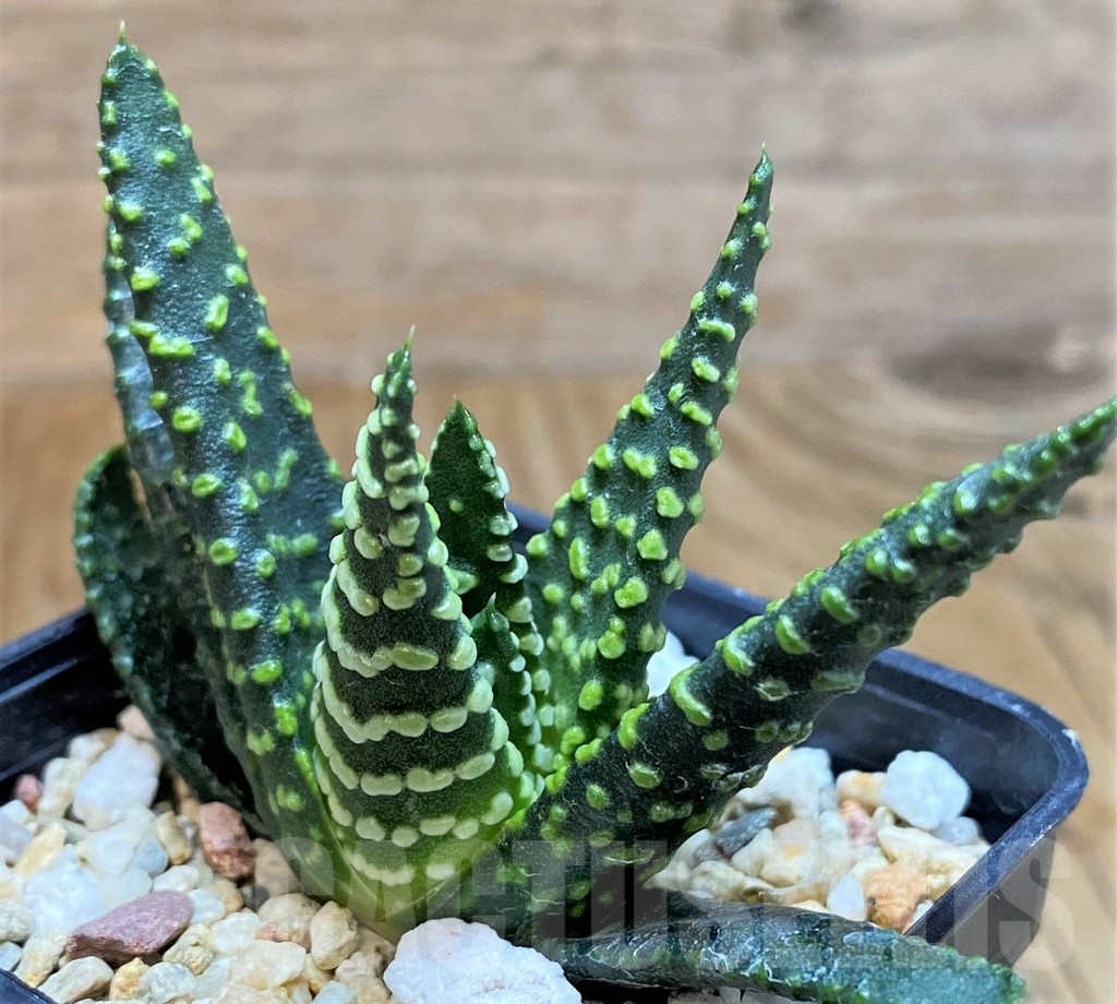 SH9604 Haworthia pumila ‘Donut’ -Japan-, seedling