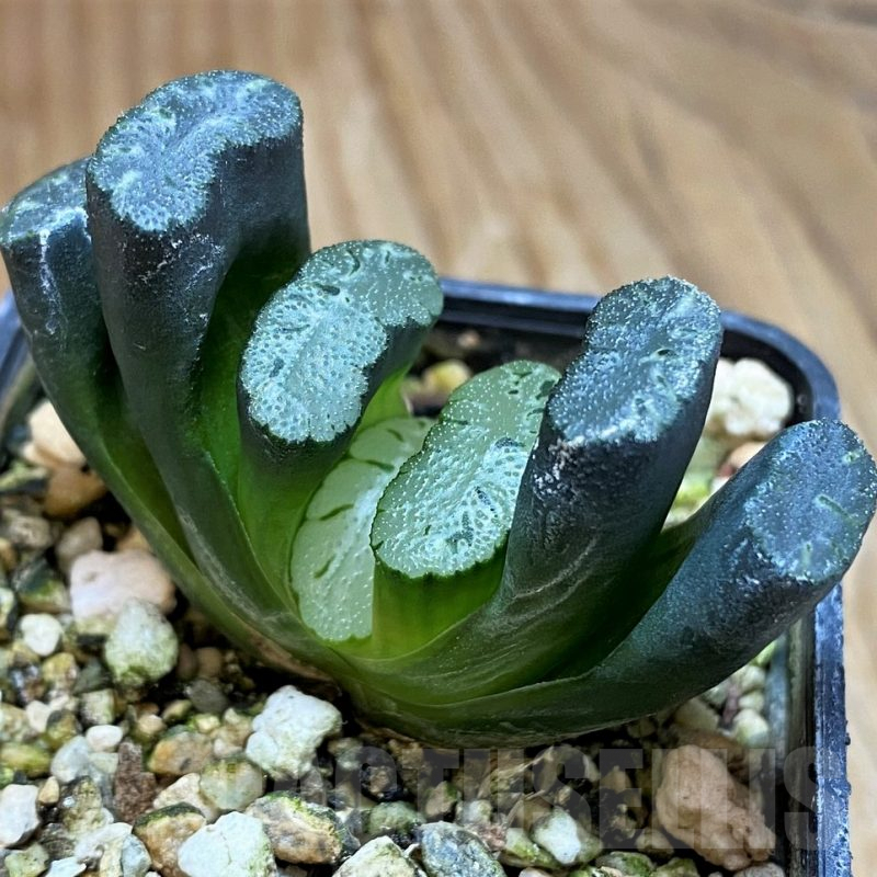 SH9606 Haworthia truncata -Japan-
