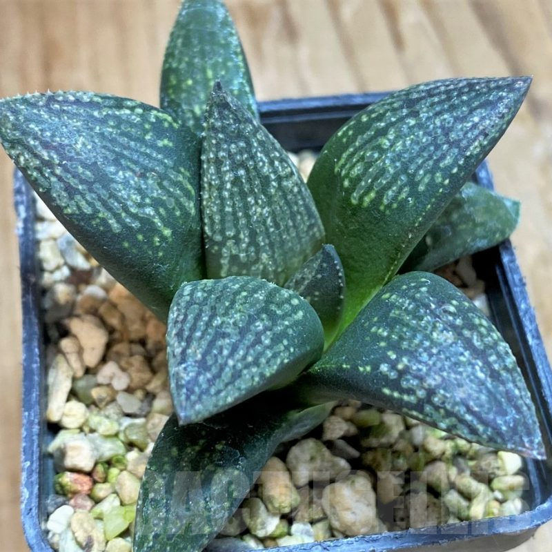 SH9608 Haworthia 'Dekenahii'