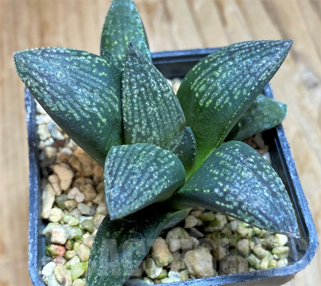 SH9608 Haworthia 'Dekenahii'