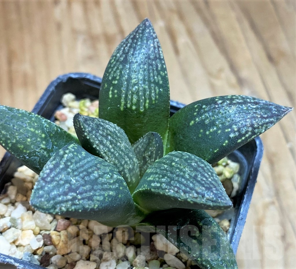 SH9608 Haworthia 'Dekenahii' - Image 2