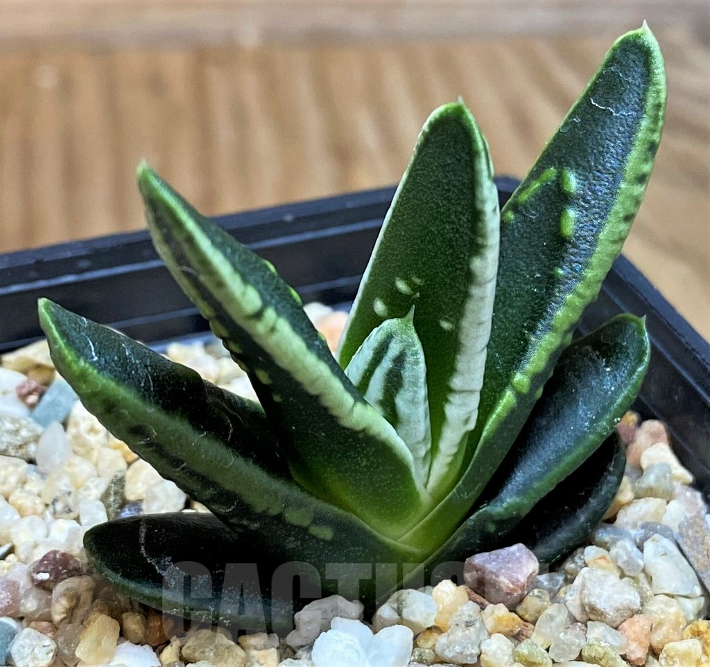 SH9609 Haworthia pumila 'Emperor', seedling - Image 2