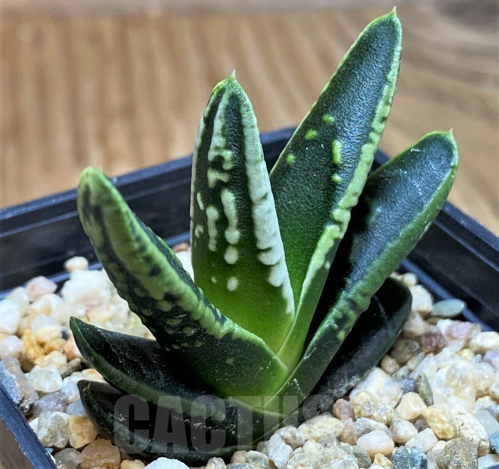 SH9609 Haworthia pumila 'Emperor', seedling