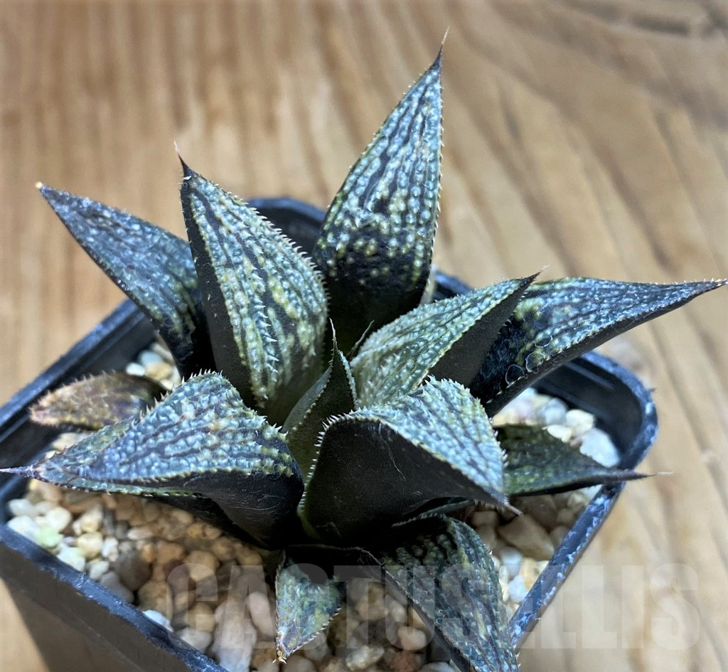 SH9610 Haworthia splendens ‘Mirage’, ex Cactus Nichi HSS-31