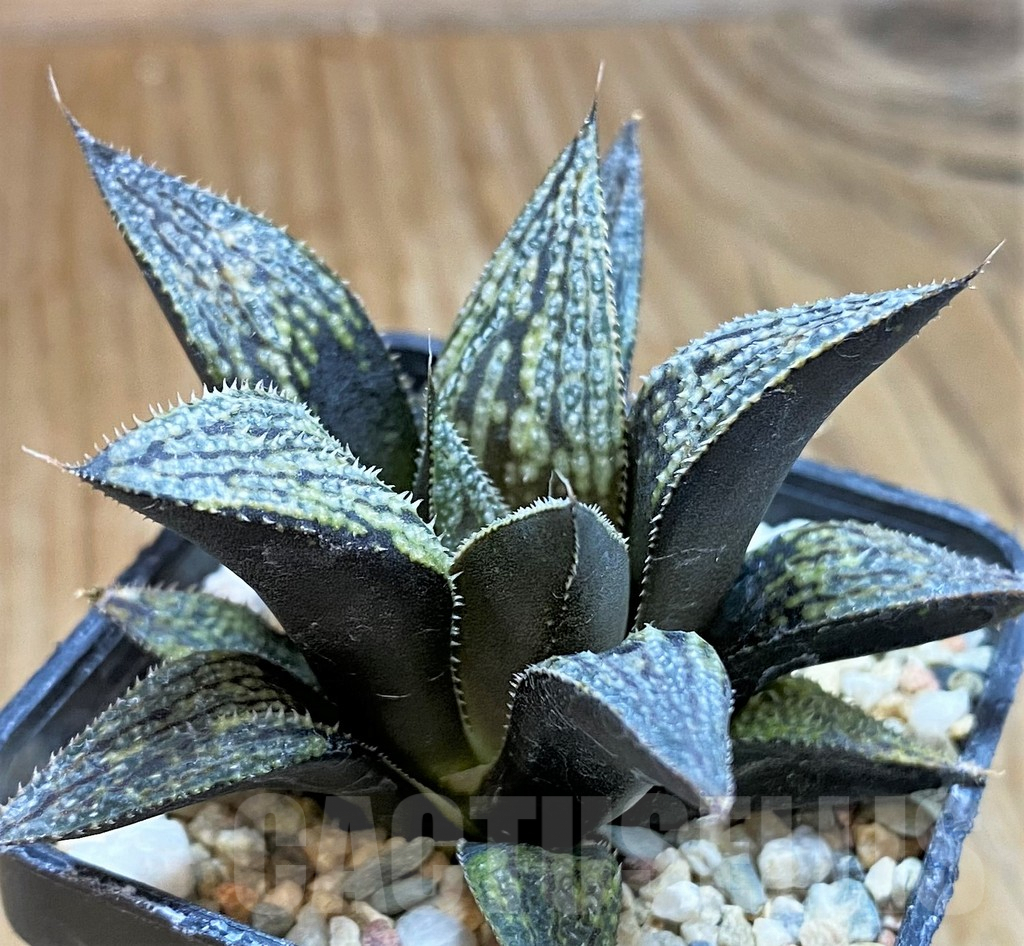 SH9610 Haworthia splendens ‘Mirage’, ex Cactus Nichi HSS-31 - Obrázek 2