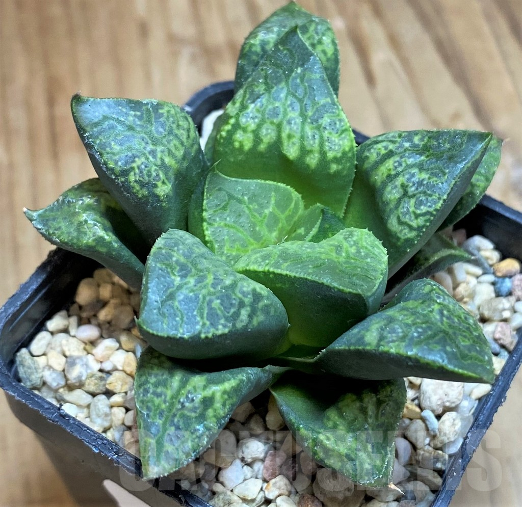 SH9611 Haworthia 'Kamen Butokai'