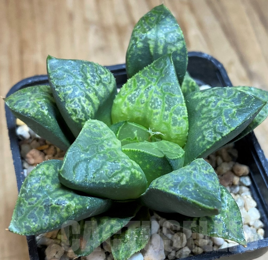 SH9611 Haworthia 'Kamen Butokai' - Obrázek 2