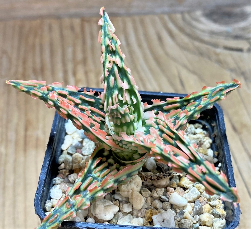 SH9593 Aloe TCT hybrid - Зображення 2