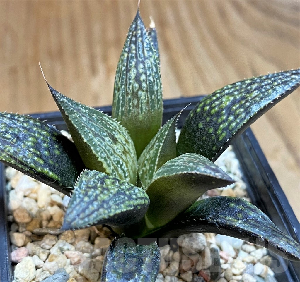 SH9612 Haworthia 'Bev's Wonder' hybrid - Image 2