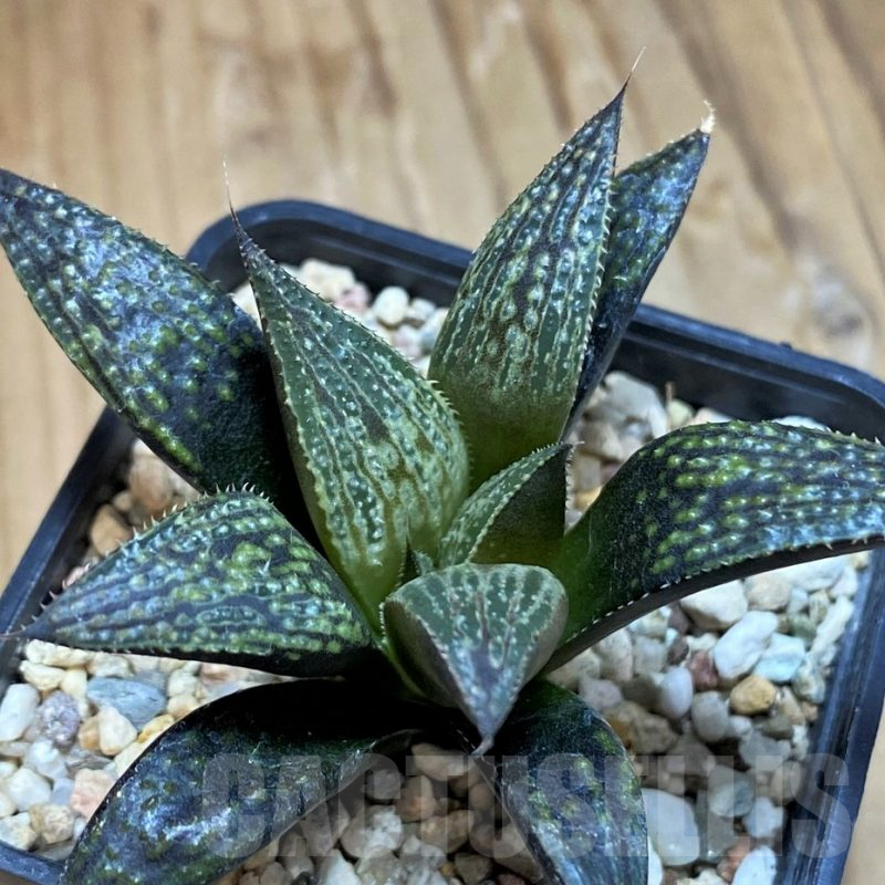 SH9612 Haworthia 'Bev's Wonder' hybrid