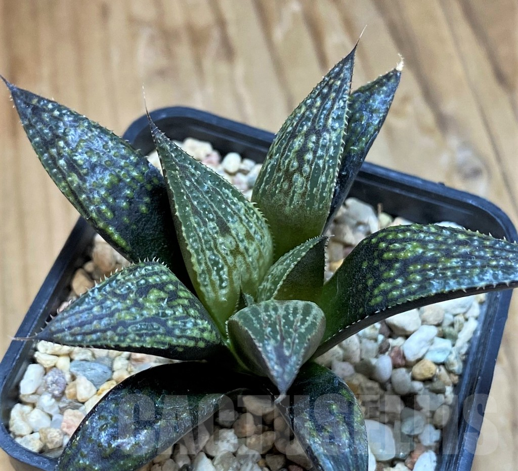 SH9612 Haworthia 'Bev's Wonder' hybrid
