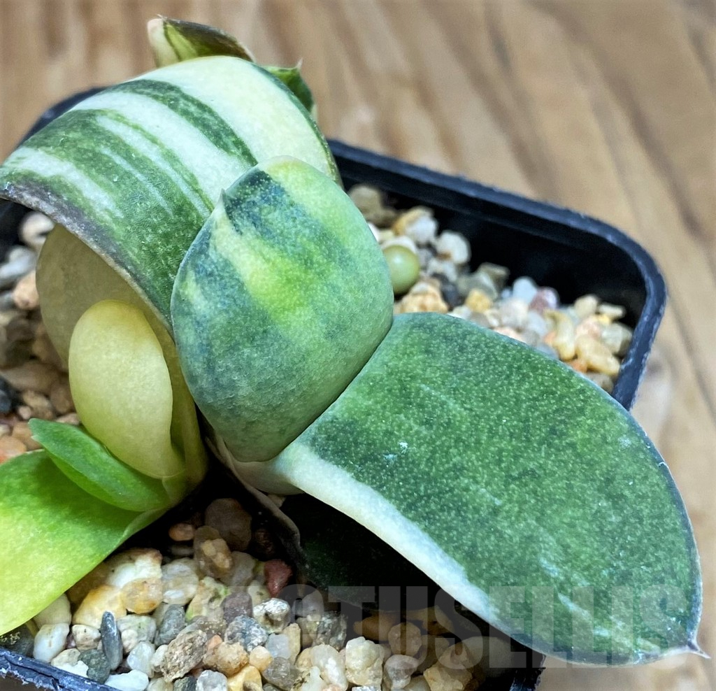 SH9613 Gasteria glomerata f. variegata