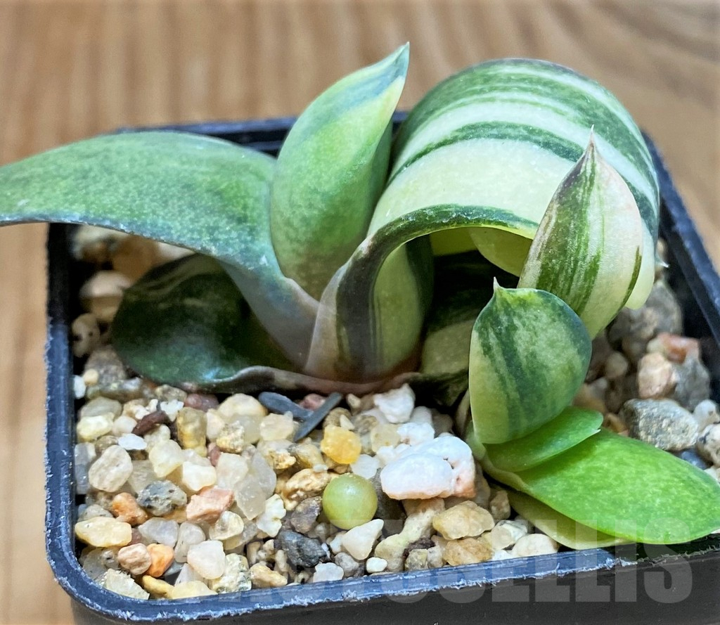 SH9613 Gasteria glomerata f. variegata - Image 2