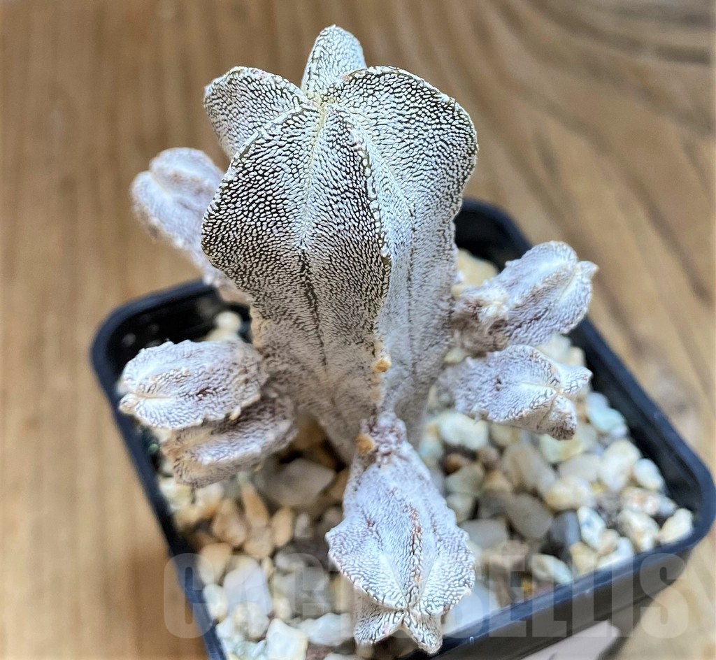 SH9614 Astrophytum myriostigma 'Onzuka' f. monstrosa - Image 2
