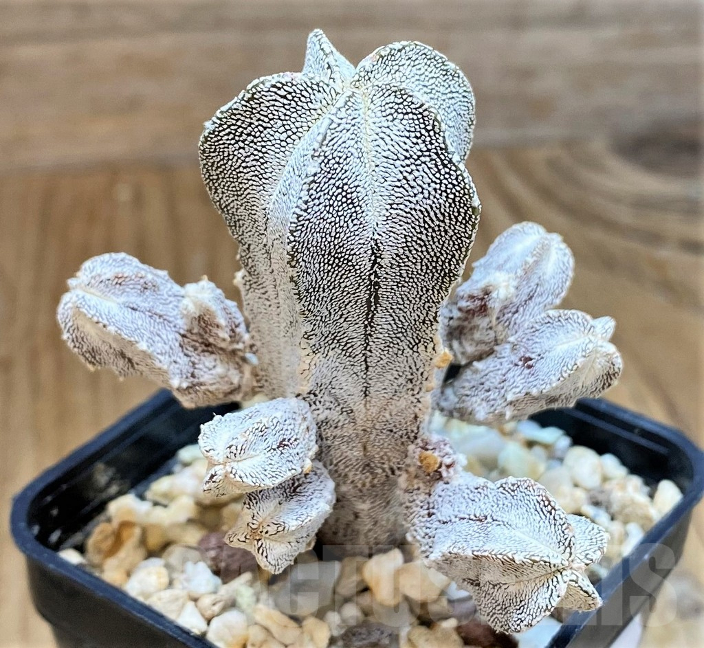 SH9614 Astrophytum myriostigma 'Onzuka' f. monstrosa