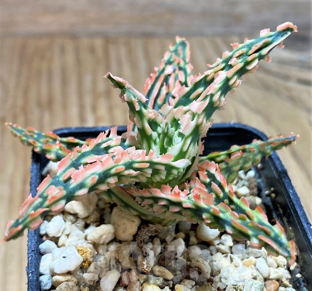 SH9593 Aloe TCT hybrid