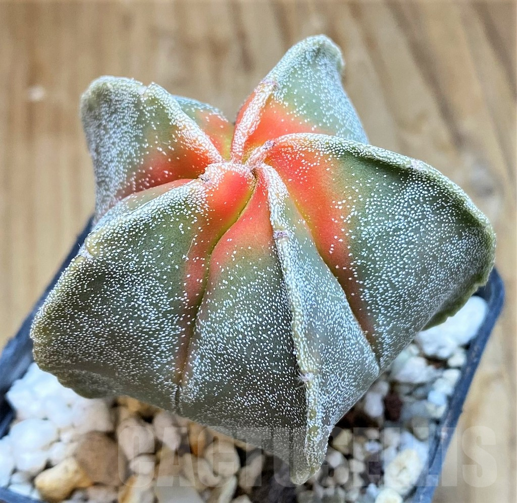 SH9616 Astrophytum myriostigma 'Kikko' f. variegata