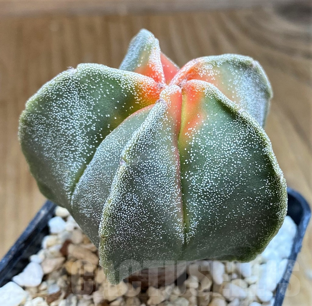 SH9616 Astrophytum myriostigma 'Kikko' f. variegata - Image 2