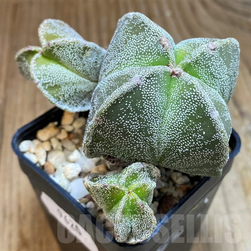 SH9620 Astrophytum myriostigma v. quadricostatum