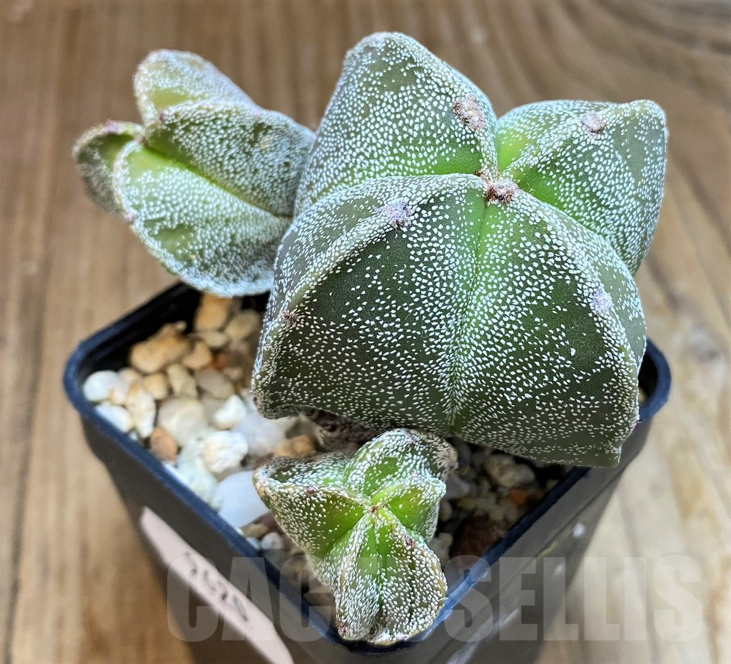 SH9620 Astrophytum myriostigma v. quadricostatum