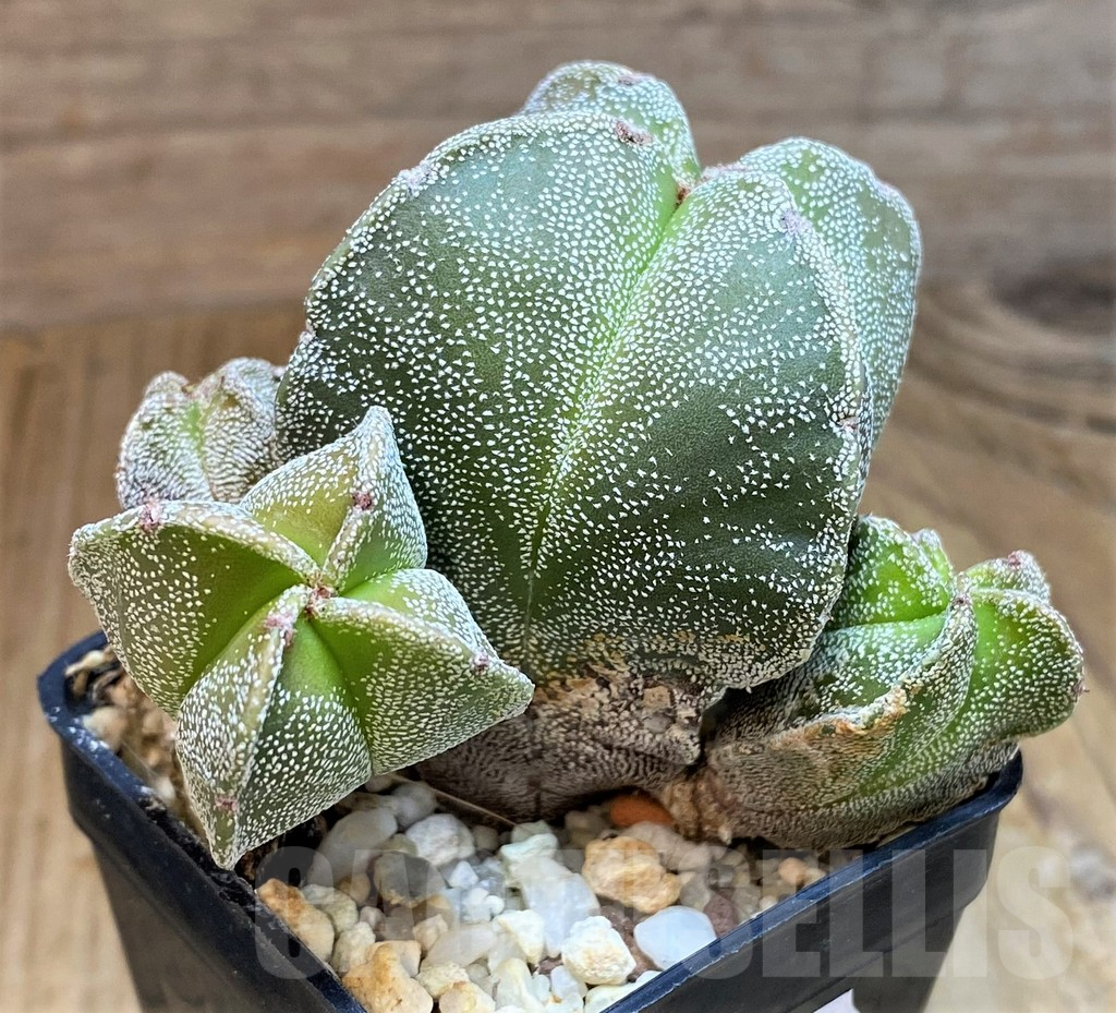 SH9620 Astrophytum myriostigma v. quadricostatum - Image 2