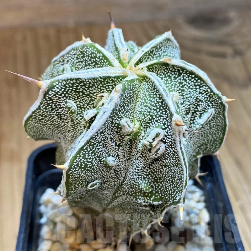 SH9622 Astrophytum ornatum 'Fukuryu'