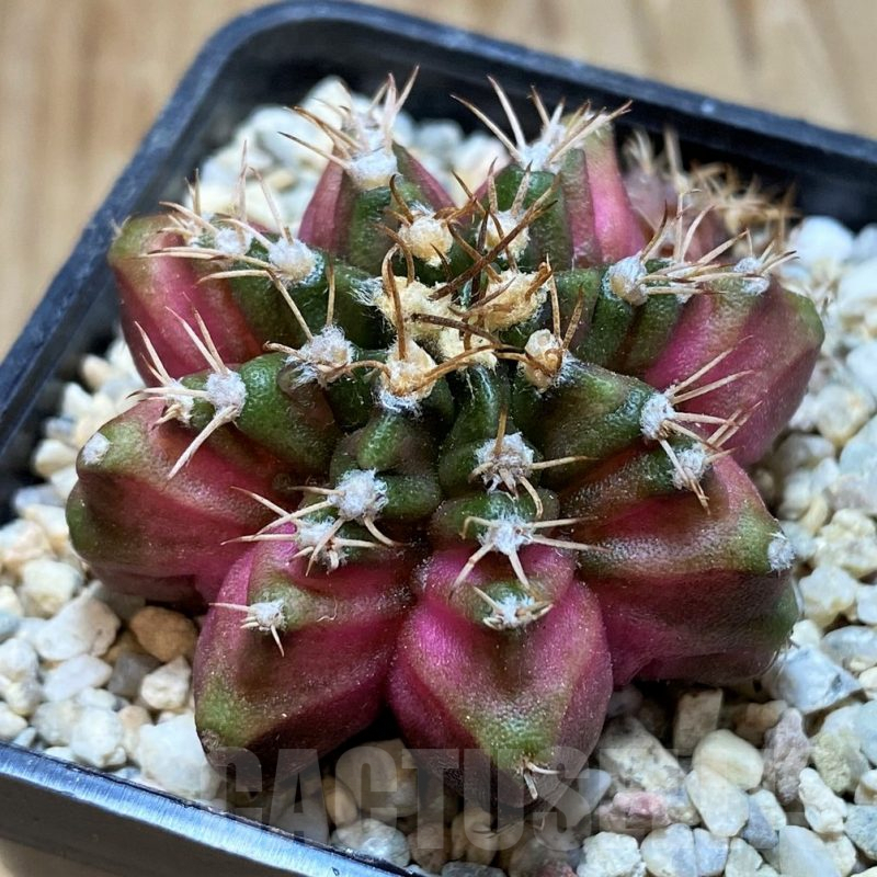 SH8675 Gymnocalycium mihanovichii ‘T-Lux’ hybrid