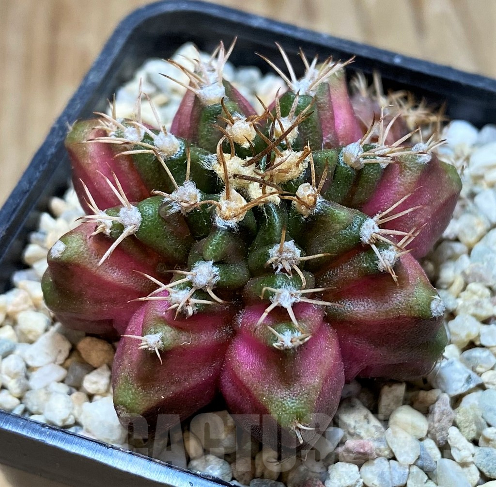 SH8675 Gymnocalycium mihanovichii ‘T-Lux’ hybrid