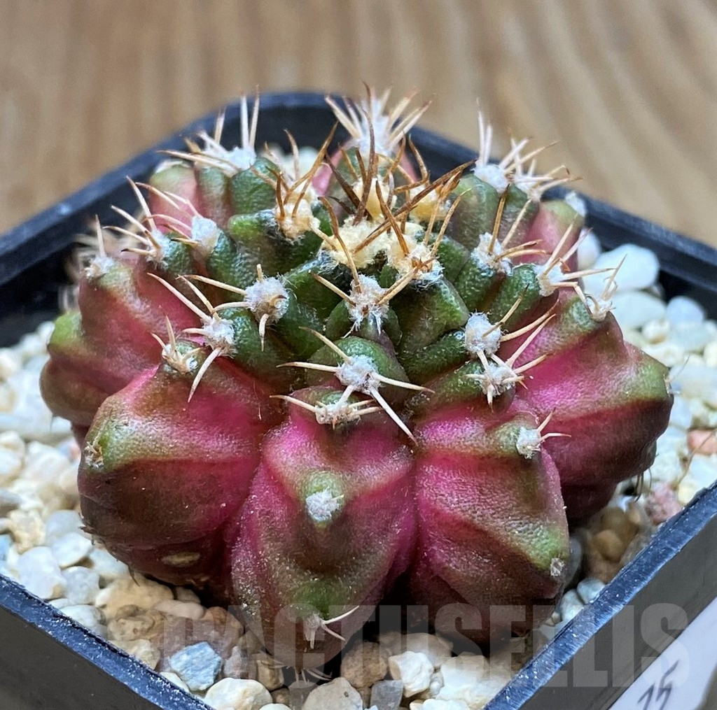 SH8675 Gymnocalycium mihanovichii ‘T-Lux’ hybrid - Image 2