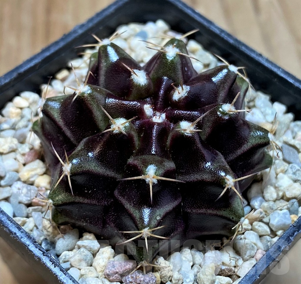 SH8676 Gymnocalycium mihanovichii ‘Black Widow’, seedling