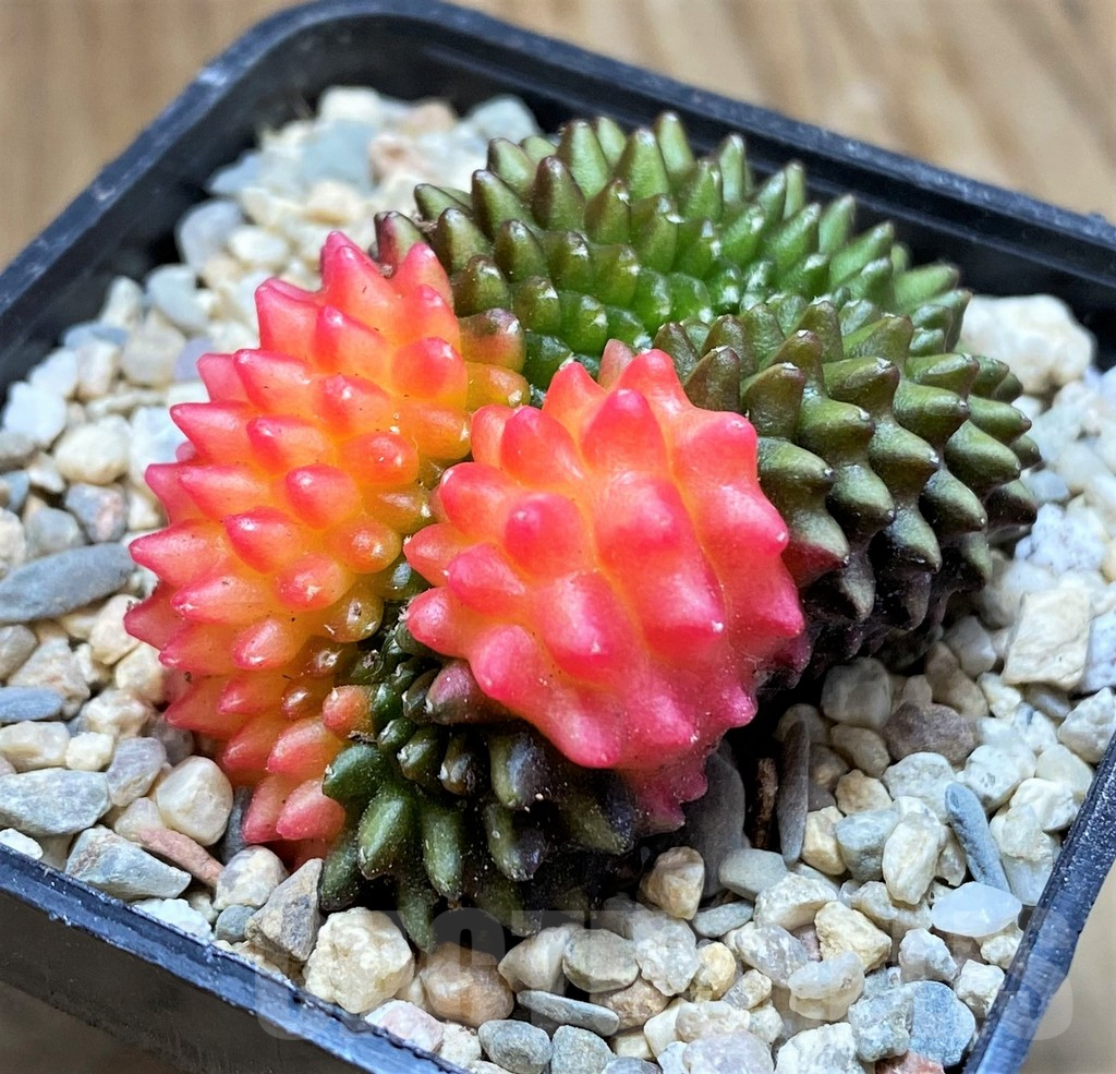 SH8678 Gymnocalycium mihanovichii ‘inermis’ variegata f. cristata - Obrázek 2