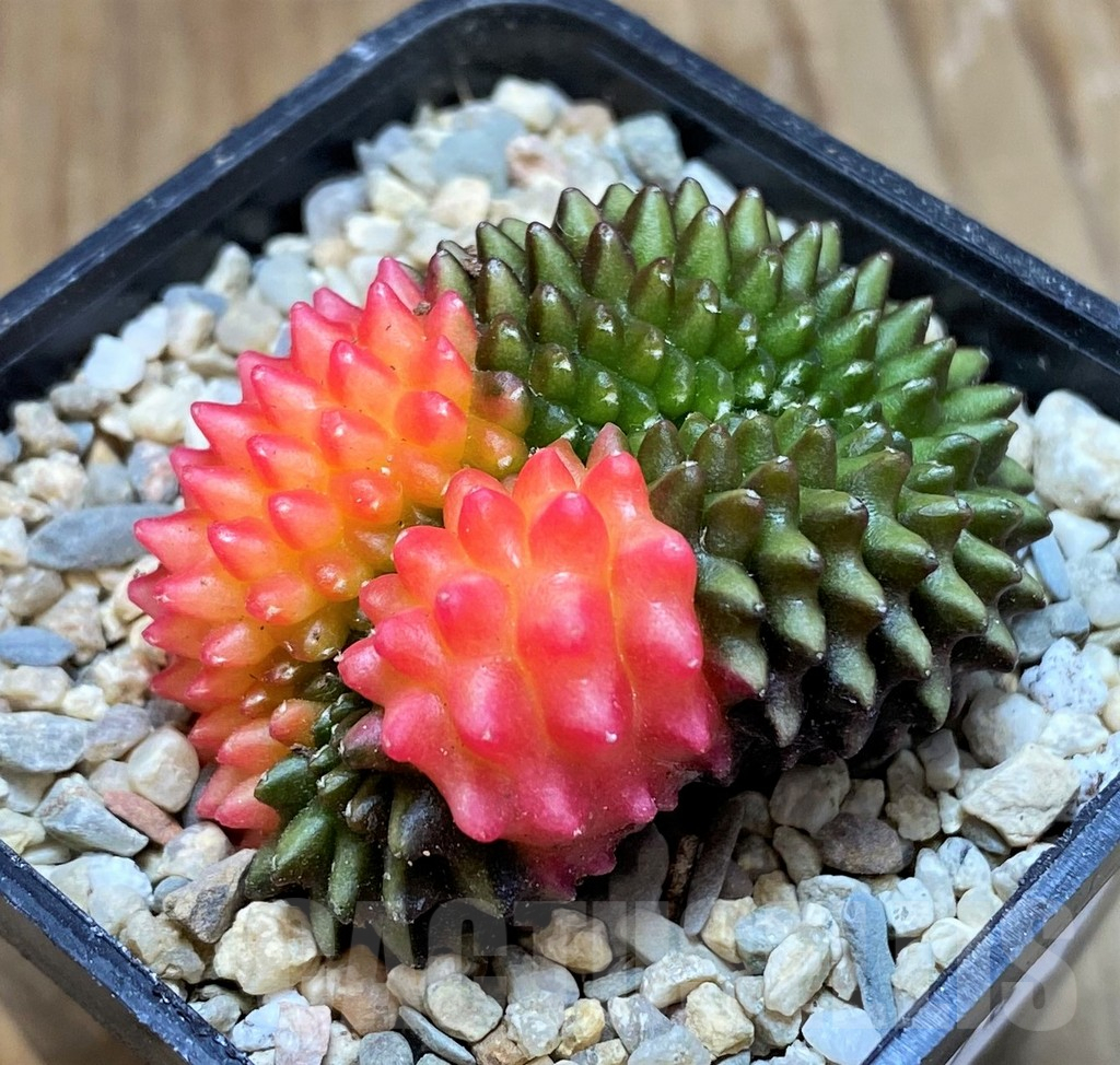 SH8678 Gymnocalycium mihanovichii ‘inermis’ variegata f. cristata