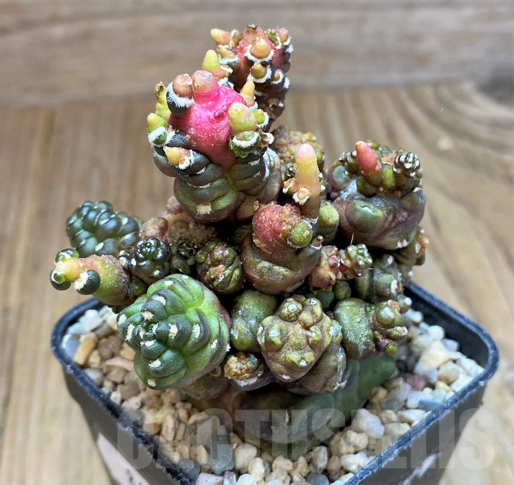 SH8679 Gymnocalycium mihanovichii 'Transformer' - Obrázek 2