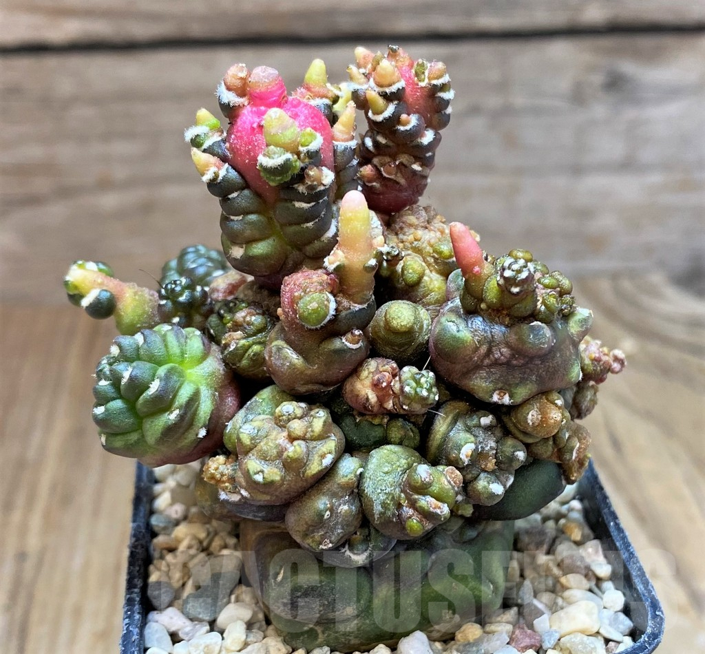 SH8679 Gymnocalycium mihanovichii 'Transformer'