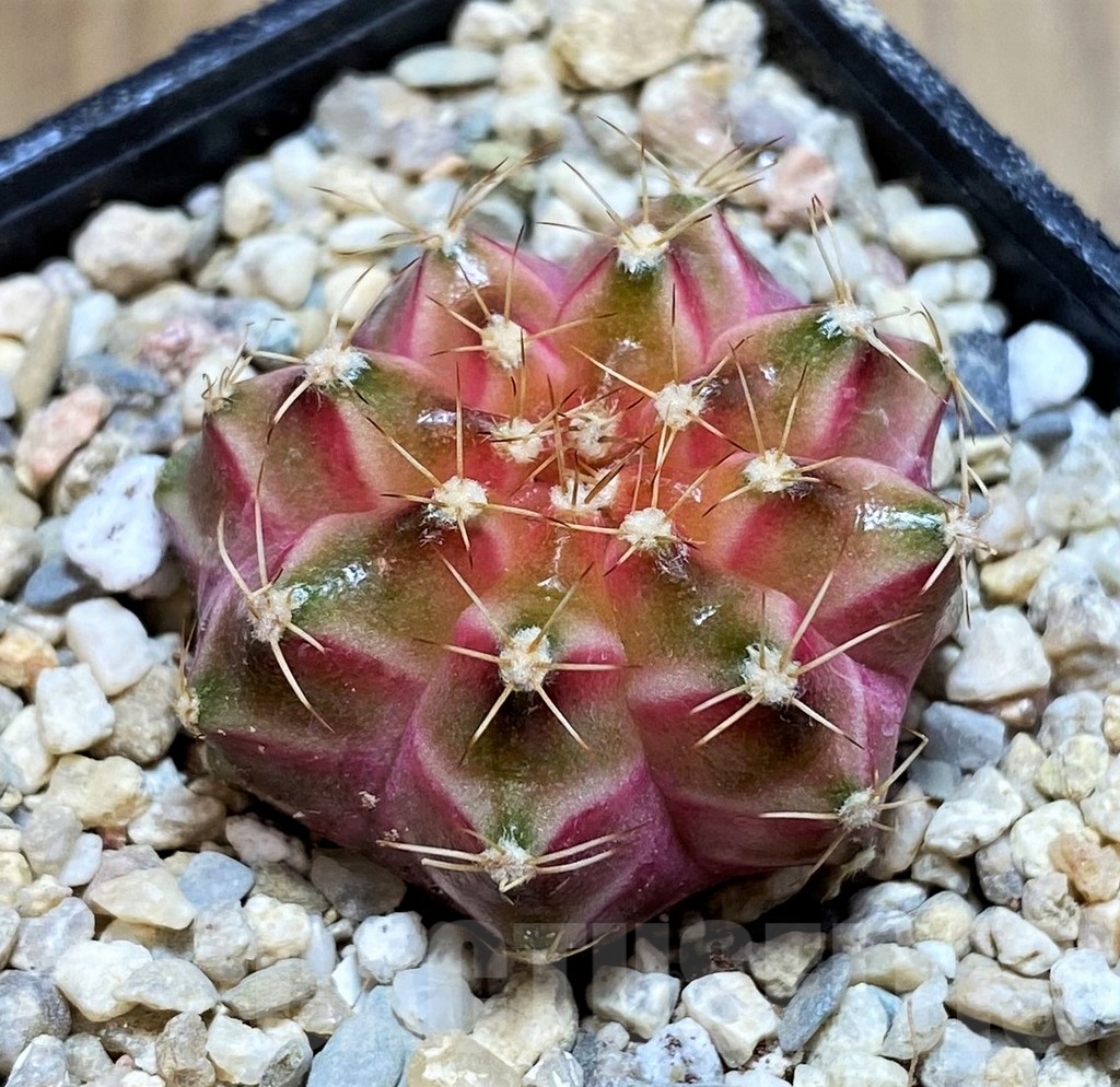 SH8680 Gymnocalycium mihanovichii ‘Neon’